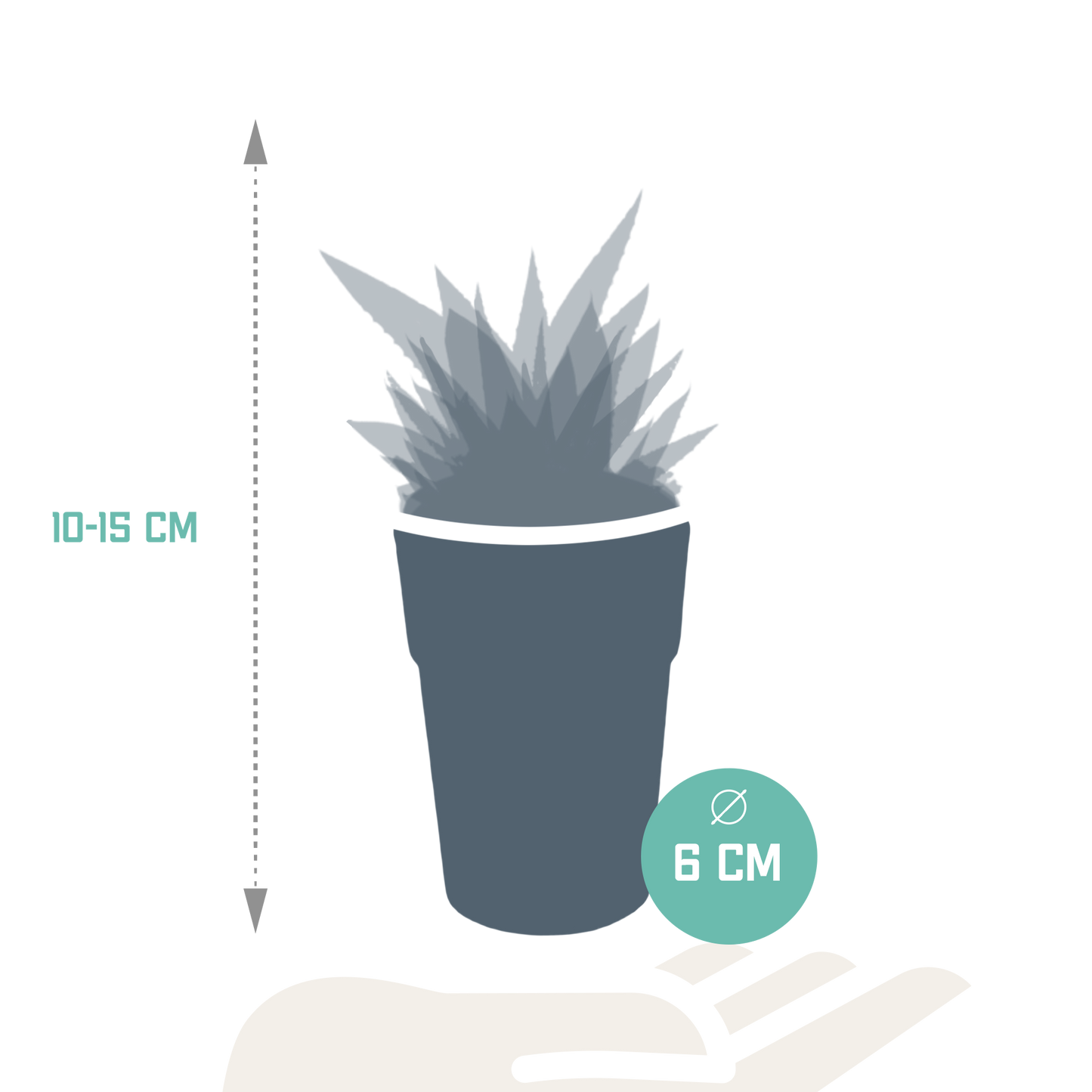 Gasteria/Haworthia-Mischung 5,5cm - 5x - in gekleurde plasticpot