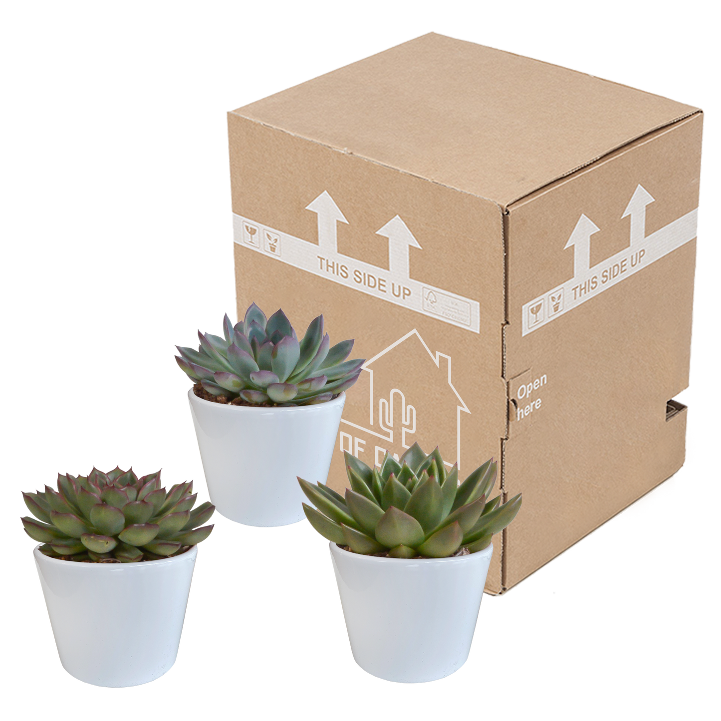 Echeveria-Mix 10,5 cm - 3x - in witte pot