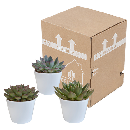 Echeveria-Mix 10,5 cm - 3x - in witte pot