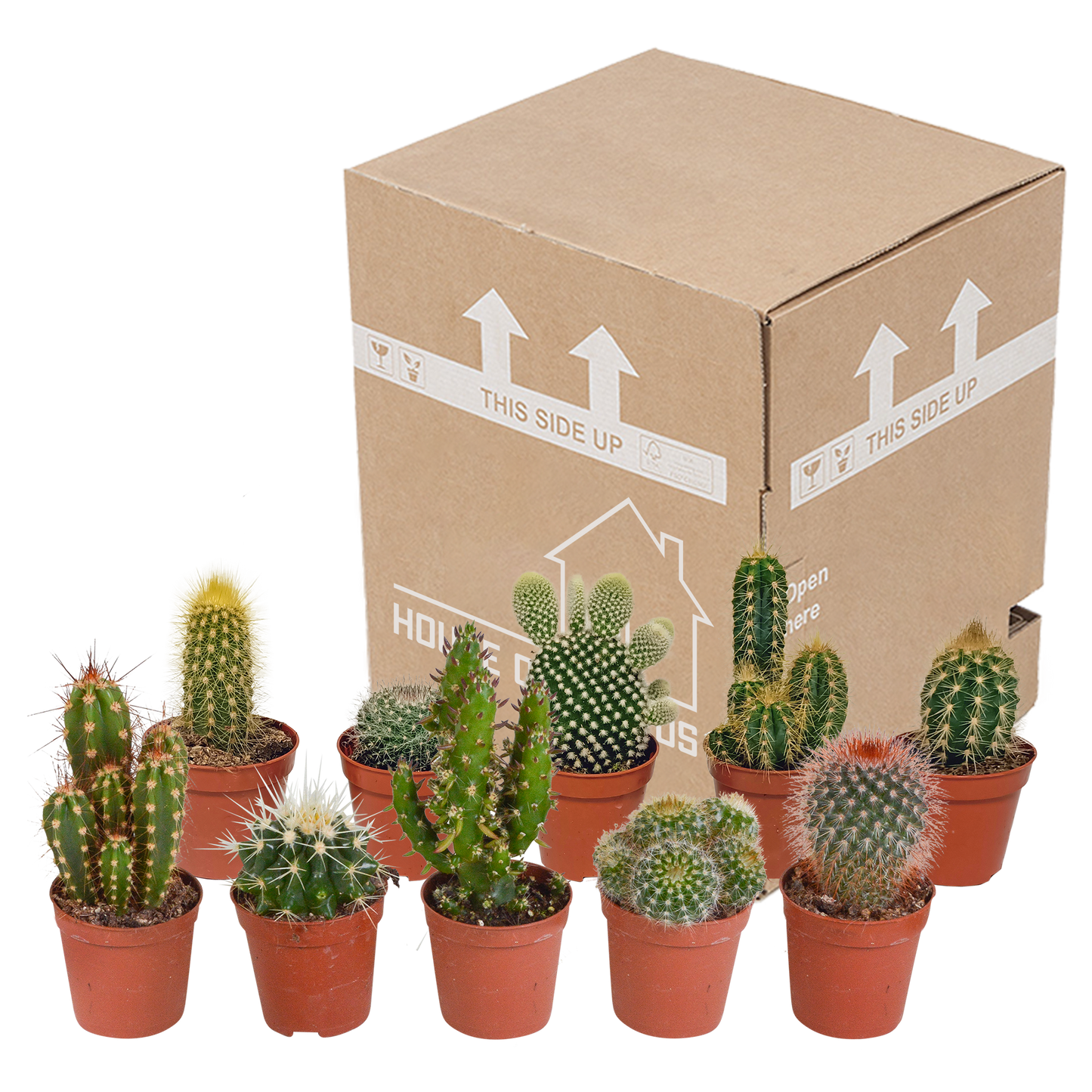 Kakteenmischung 5,5 cm - 10x - zonder pot