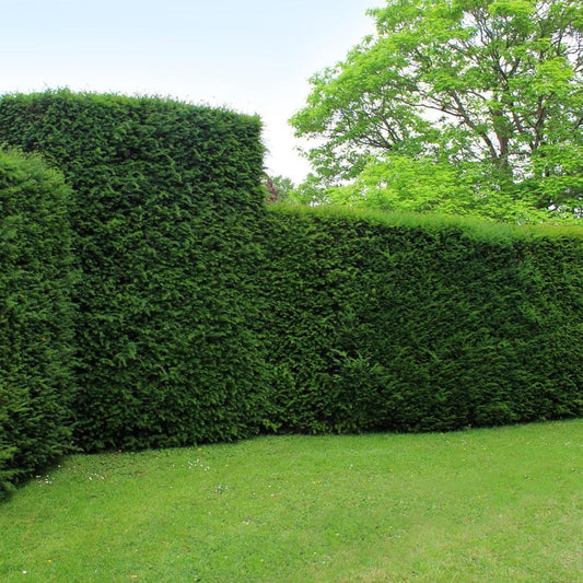 Große Eibe Pflanzen für 10 laufende Meter Hecken | - 12L - 20 x | ↨ 100-125 cm