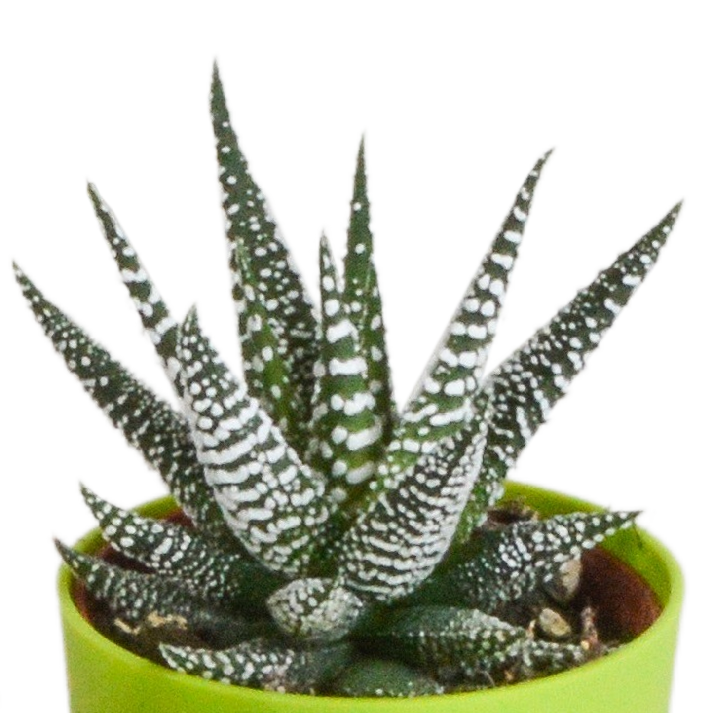 Gasteria/Haworthia-Mischung 5,5cm - 5x - in gekleurde plasticpot