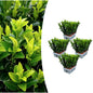 4 x 6er-Pack Euonymus 'Green Spire' – Ø 7 cm – ↨ 15 cm