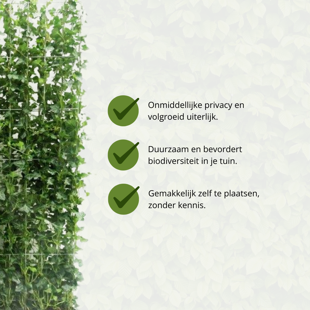 Hedera Hibernica - Efeu - Fertighecke - ↨180 cm