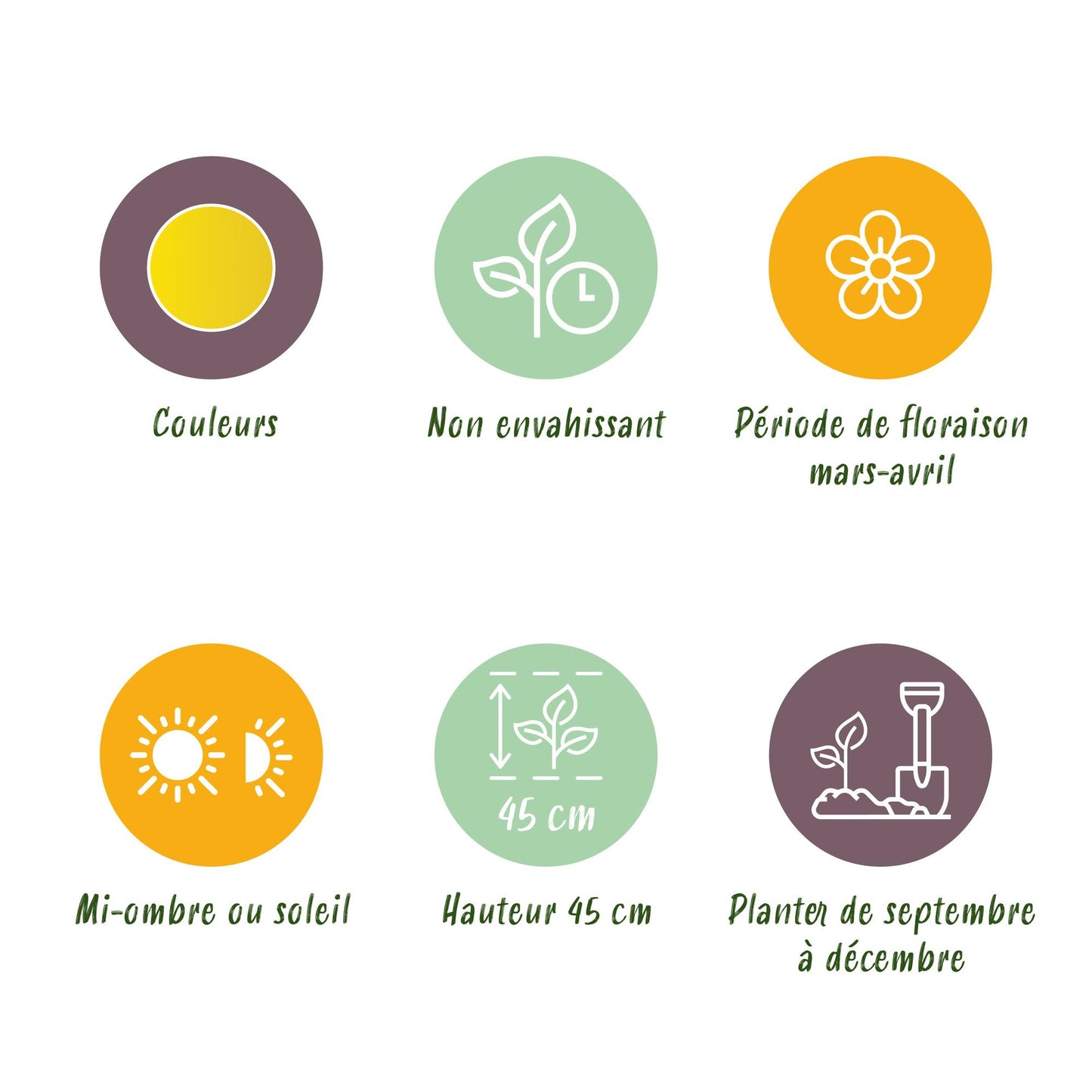 GreenboutiQ - Blumenzwiebeln - Narcis Yellow - Bulbs Hardy Perennial - Farbe Gelb - 40 Stück - Zwiebelgröße 10/12