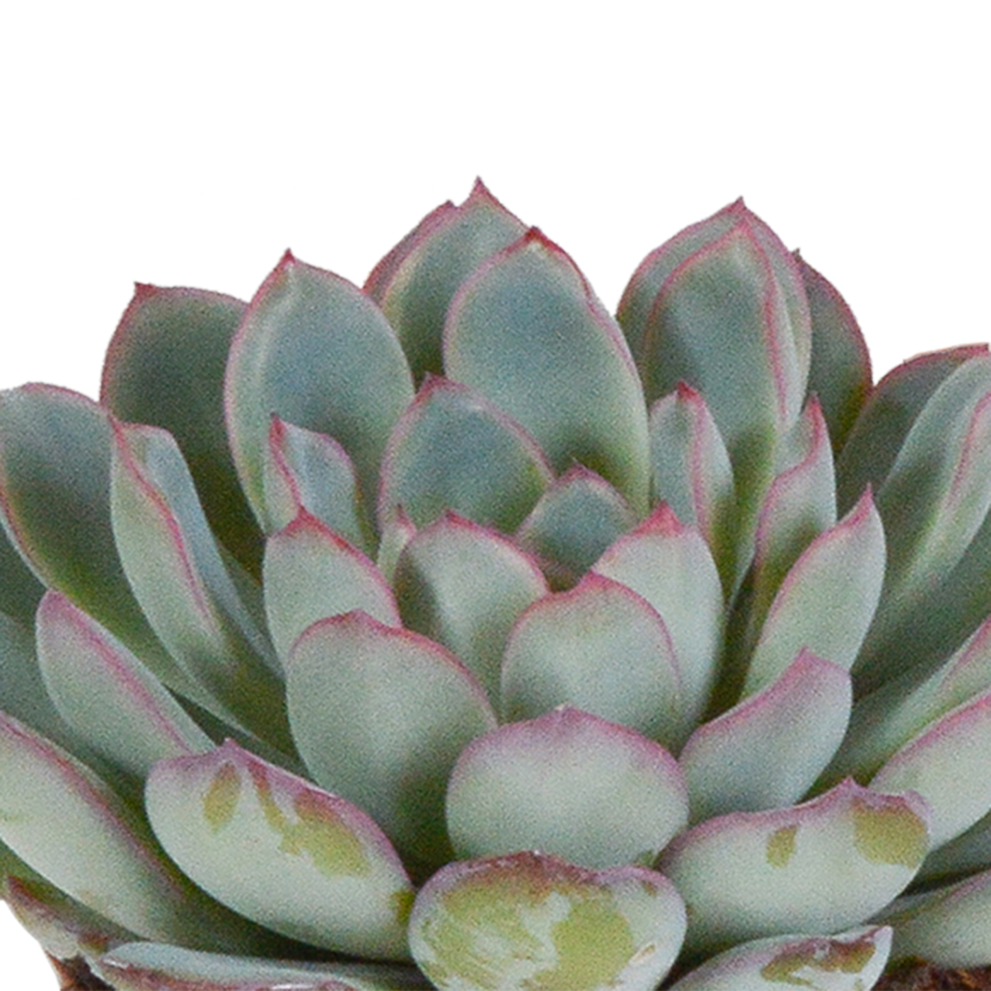 Echeveria-Mischung 8,5 cm - 3x - zonder pot