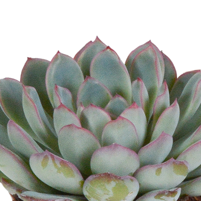 Echeveria-Mischung 8,5 cm - 3x - zonder pot
