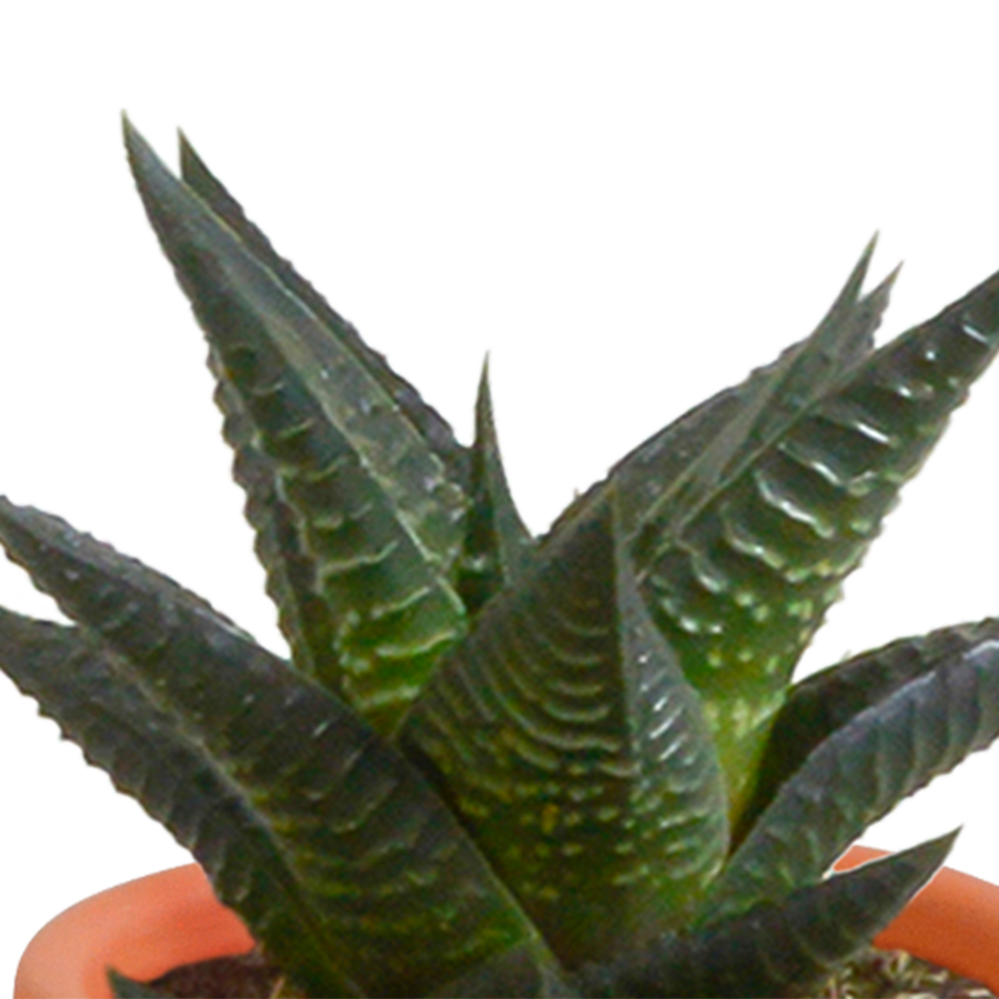 Cactus en vetplanten Mischung 5,5 cm | 15 stück - in terracotta pot