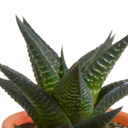 Cactus en vetplanten Mischung 5,5 cm | 15 stück - in terracotta pot