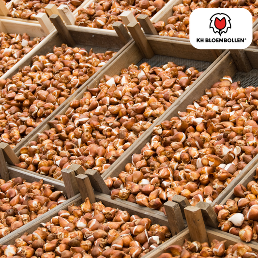 Tulpenbollen Avant Garde – 20 Stuks | KH Bloembollen® | Gele Dubbelbloemige Tulp – Uniek, Vol & Elegant – Voor Tuin of Pot – Maat 11/12 – Vers van de Teler