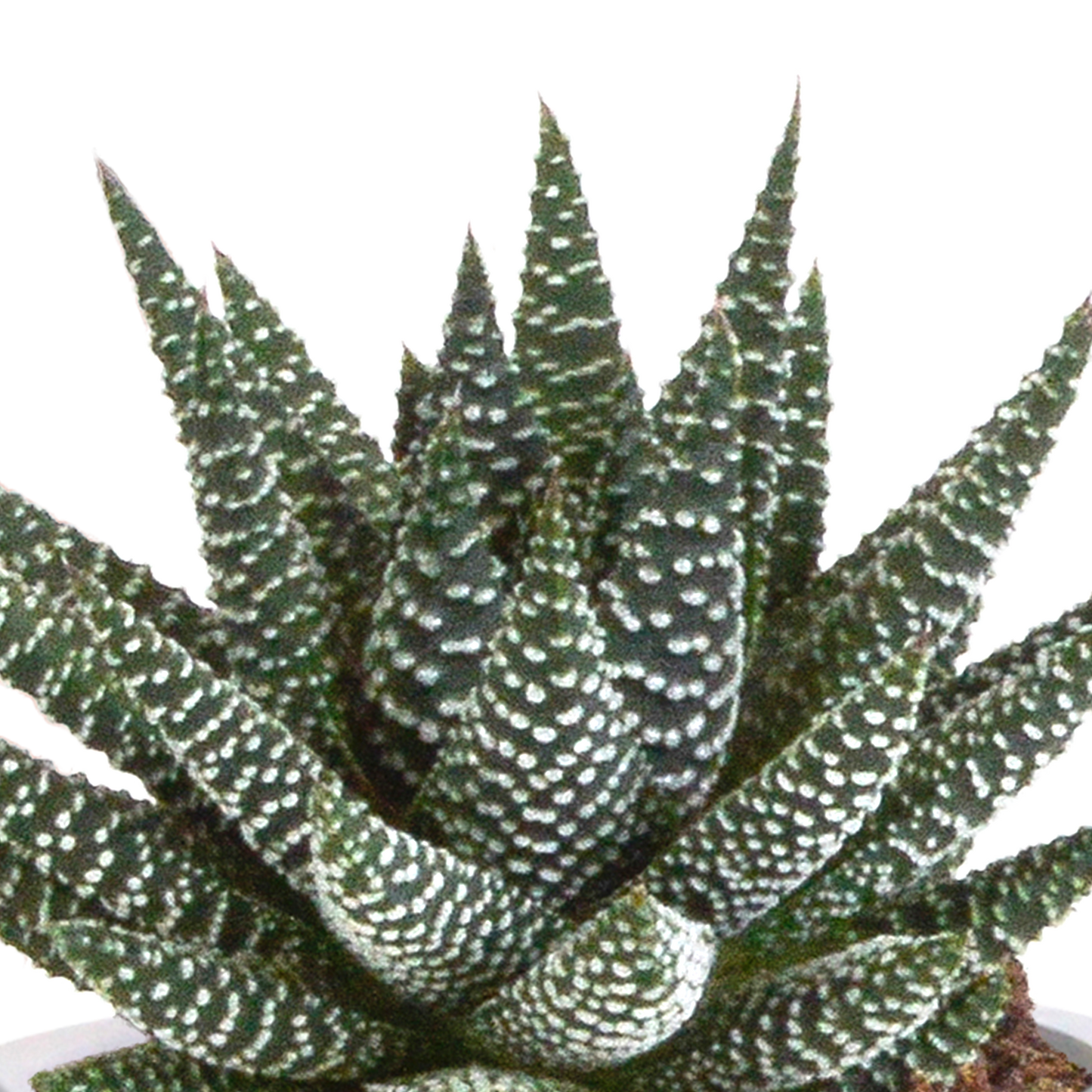 Gasteria/Haworthia-Mischung 8,5cm - 3x - in terracotta pot