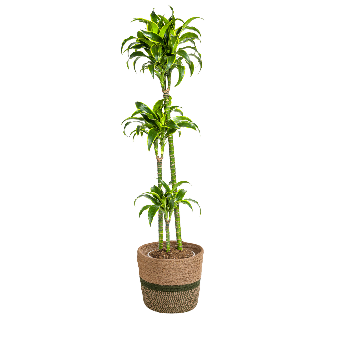 Dracaena Deremensis Dorado mit Korb Ø24cm - ↕120 - 140cm