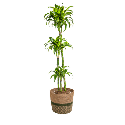 Dracaena Deremensis Dorado mit Korb Ø24cm - ↕120 - 140cm