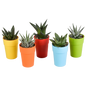 Gasteria/Haworthia-Mischung 5,5cm - 5x - in gekleurde plasticpot