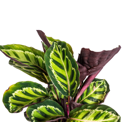 Calathea Roseopicta Ø17cm - ↕40 - 50cm