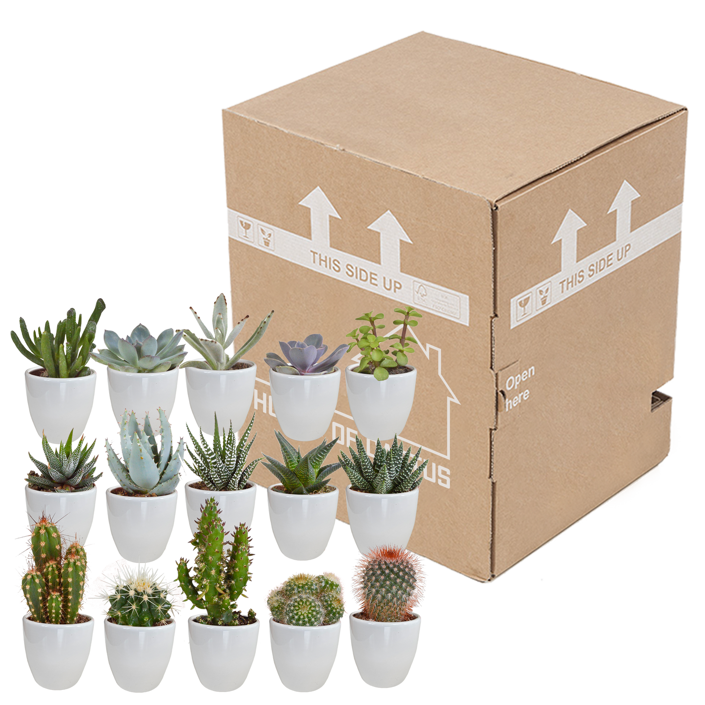 Cactus en vetplanten Mischung 5,5 cm | 15 stück - in witte pot