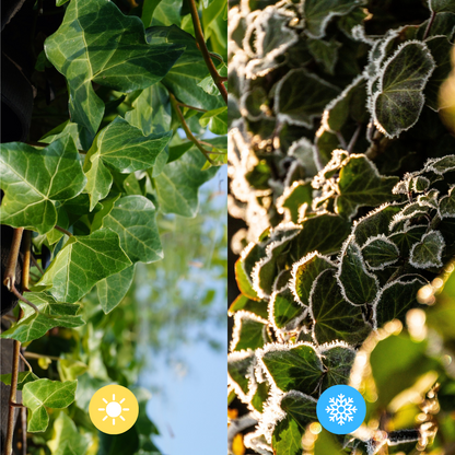 Hedera Hibernica - Efeu - Fertighecke - ↨180 cm