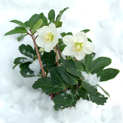 Helleborus niger ‘Christmas Carol’ – 48 Christrosen im Set (8 x Sixpack)