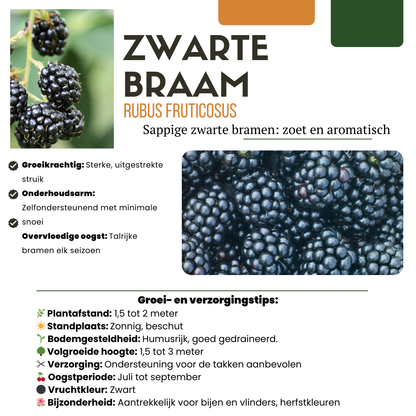 „Früchte-Party“ BIO Obstpflanzen-Mix – Set mit 3 verschiedenen Sorten