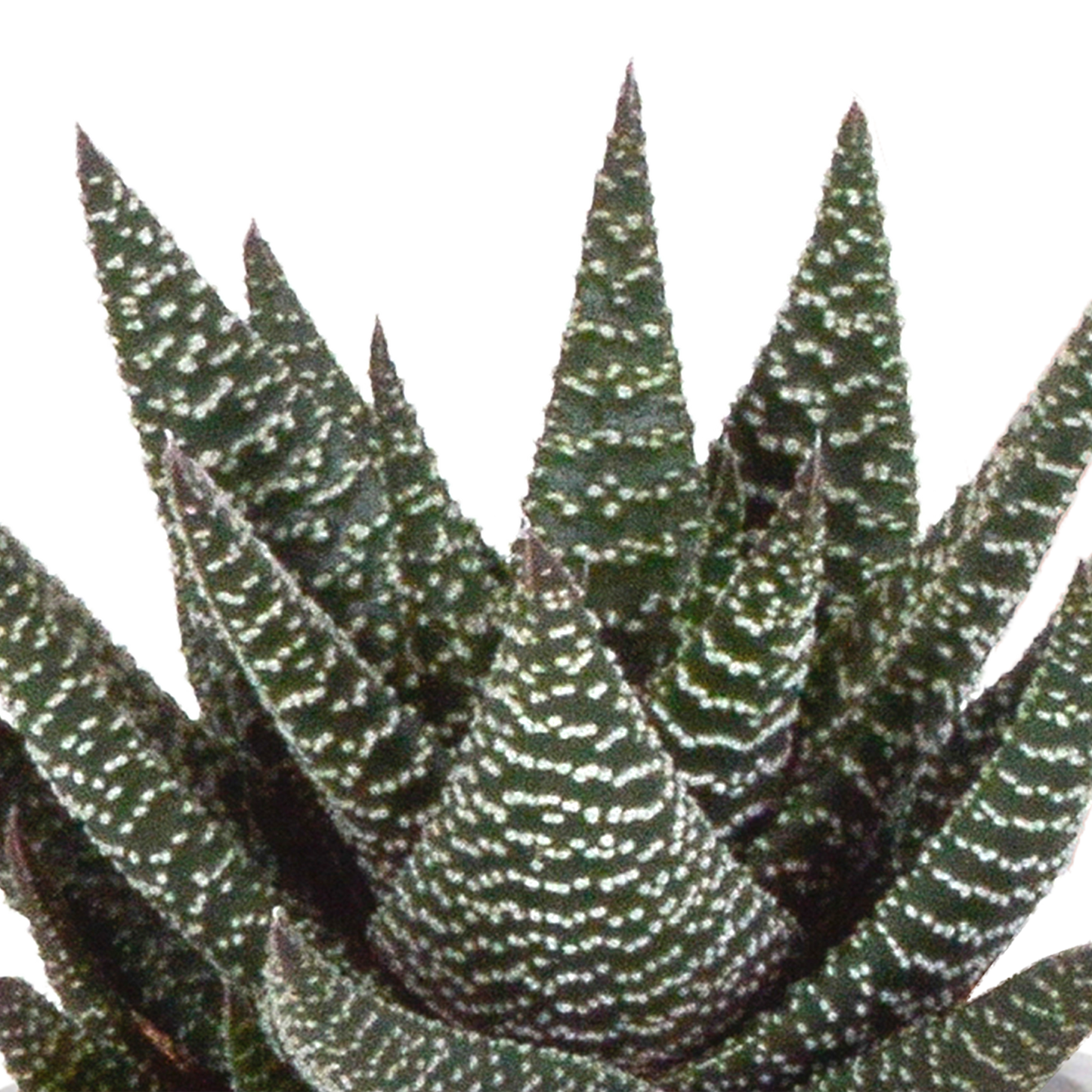 Gasteria/Haworthia-Mischung 8,5cm - 3x - in terracotta pot