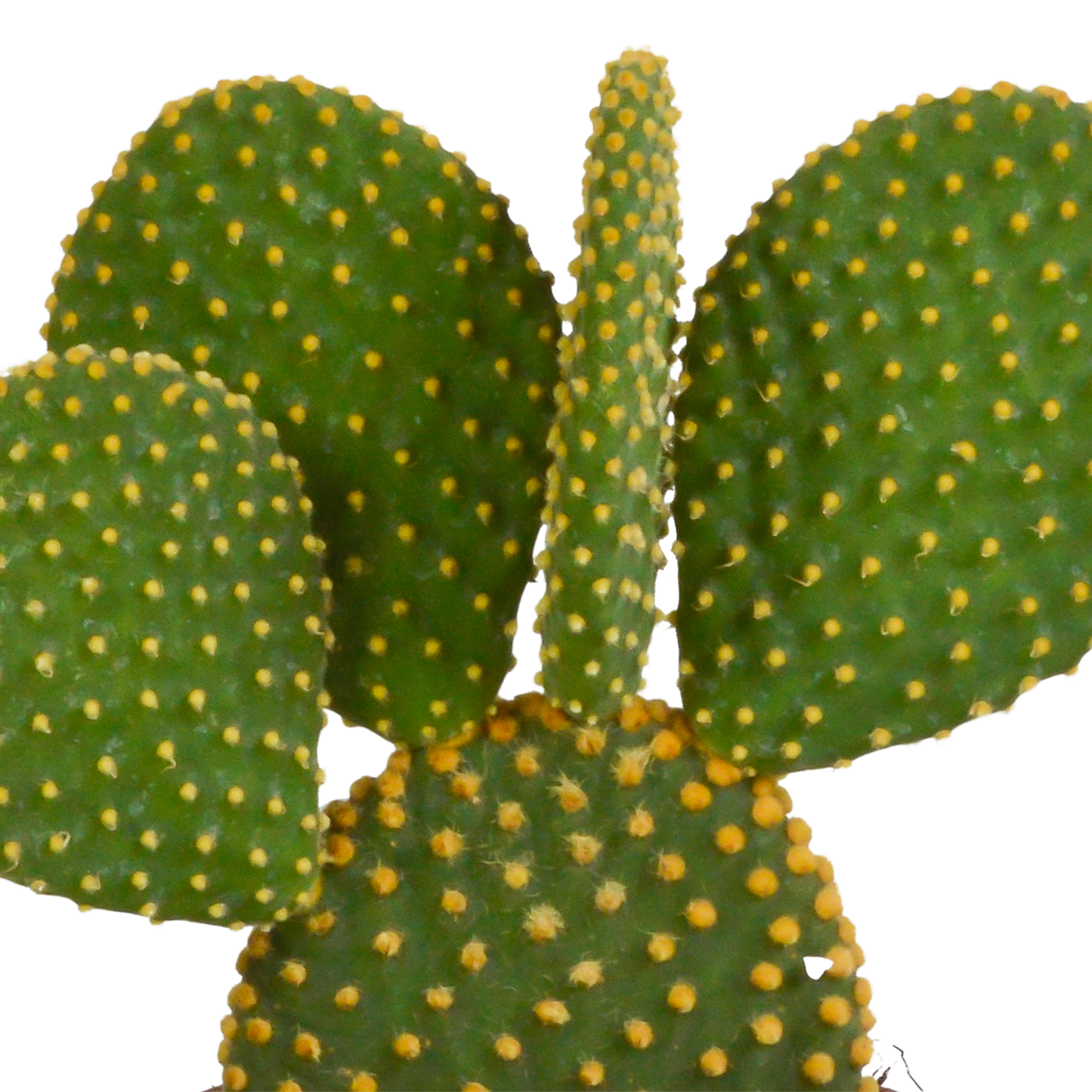 Kakteenmischung 10,5 cm - 3x - zonder pot