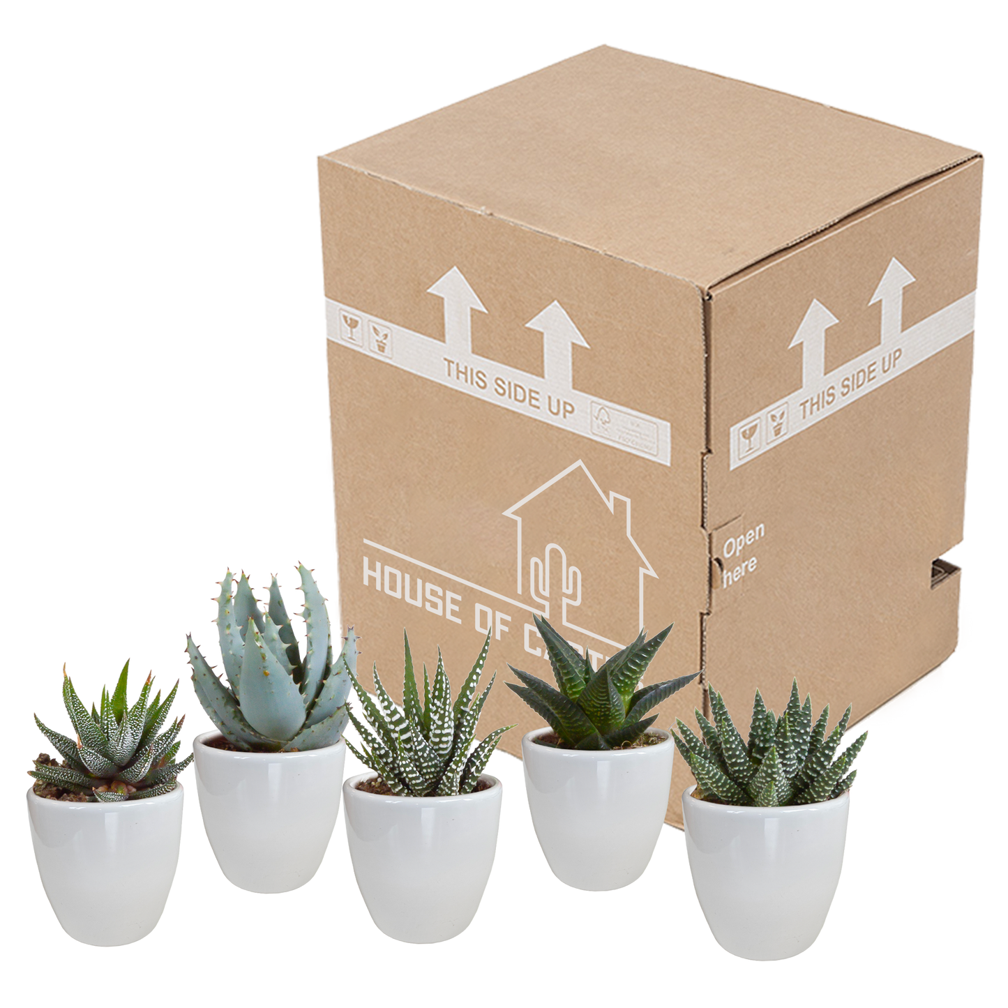 Gasteria/Haworthia-Mischung 5,5cm - in witte pot - 5x