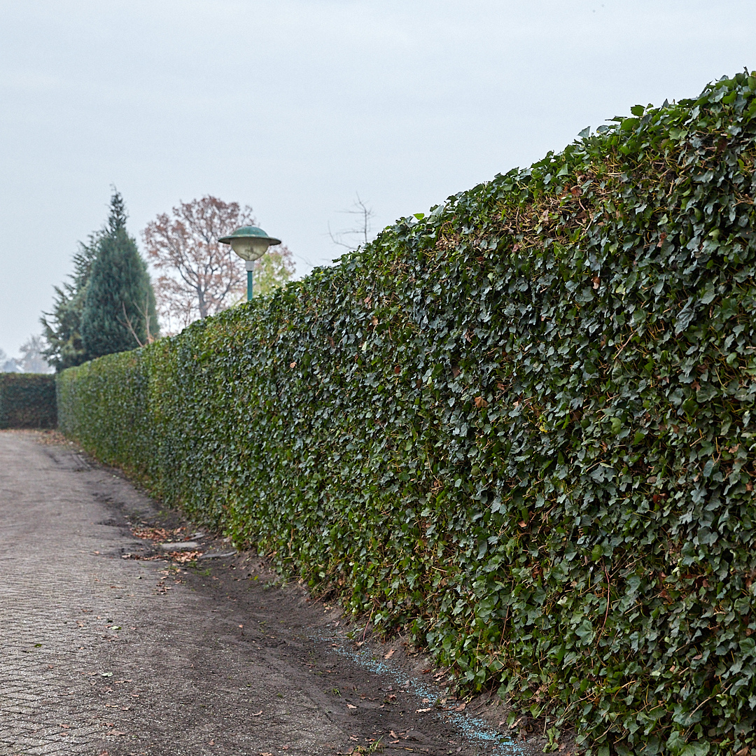 Hedera Hibernica - Efeu - Fertighecke - ↨150 cm