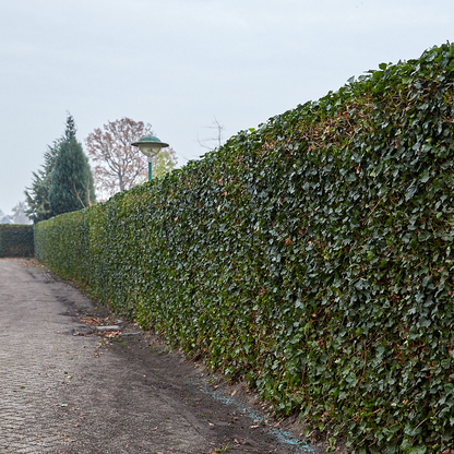 Hedera Hibernica - Efeu - Fertighecke - ↨150 cm