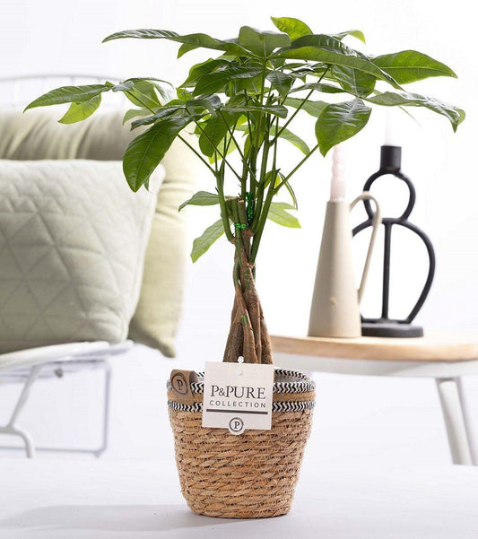 Pachira Aquatica In P&PURE Basket - Ø12cm - ↕45cm