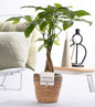 Pachira Aquatica In P&PURE Basket - Ø12cm - ↕45cm