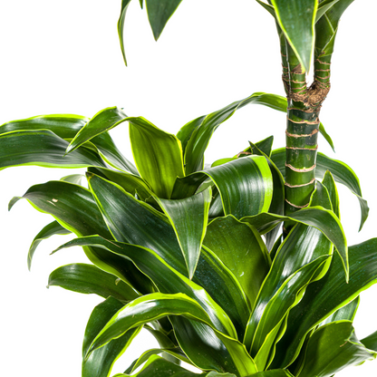 Dracaena Deremensis Dorado mit Korb Ø21cm - ↕100 - 120cm