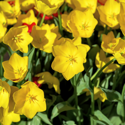 Tulpenbollen Strong Gold – 20 Stuks | KH Bloembollen® | Gele Tulp – Stralend & Krachtig – Voor Tuin of Pot – Maat 11/12 – Vers van de Teler