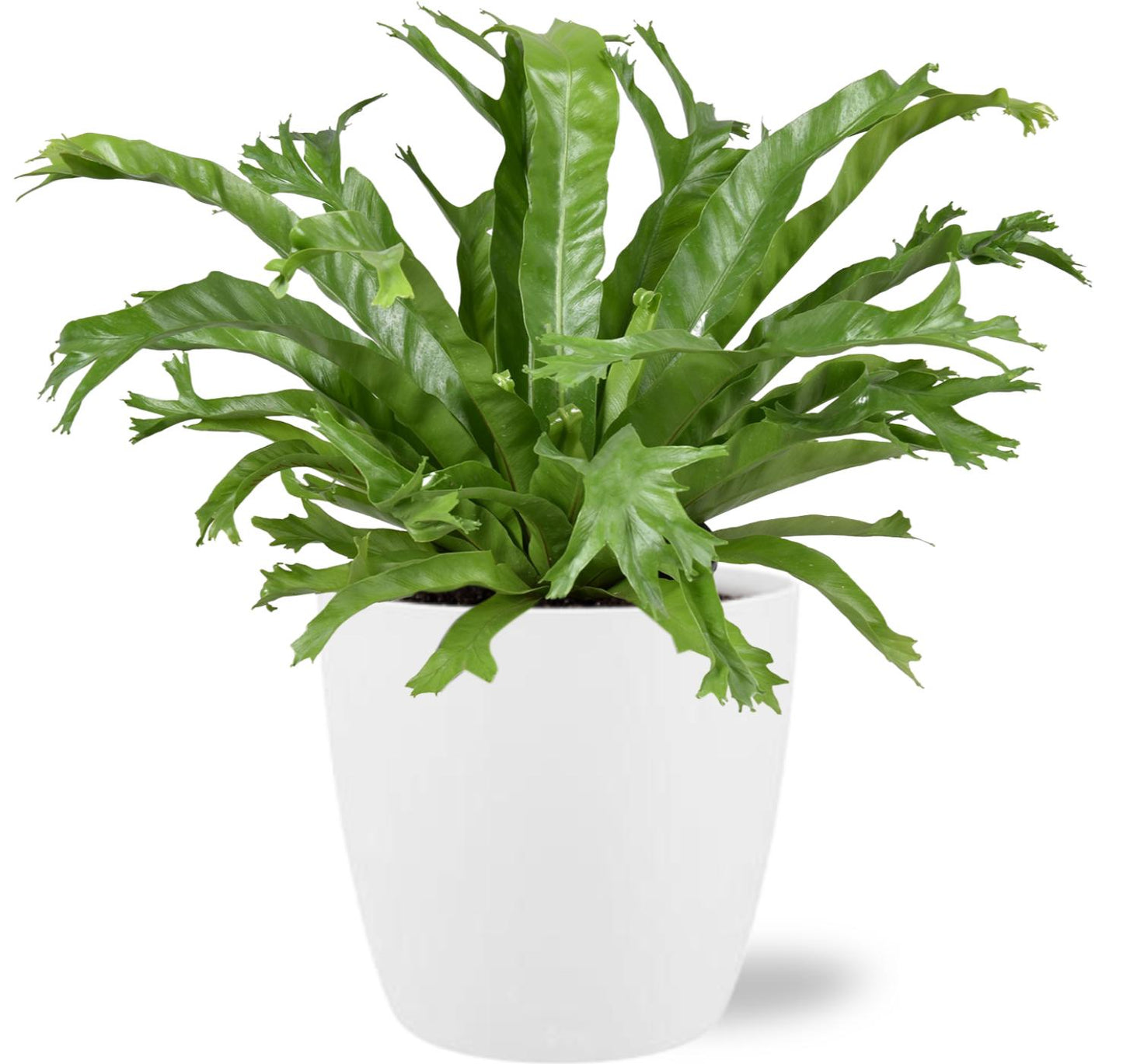 Asplenium Nidus Crissie - Ø17cm - ↕40cm + Pot Brussels D18x17cm - Weiß
