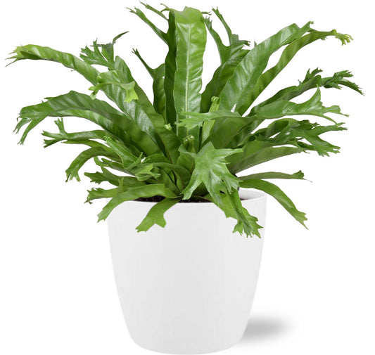 Asplenium Nidus Crissie - Ø17cm - ↕40cm + Pot Brussels D18x17cm - Weiß