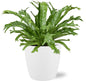 Asplenium Nidus Crissie - Ø17cm - ↕40cm + Pot Brussels D18x17cm - Weiß