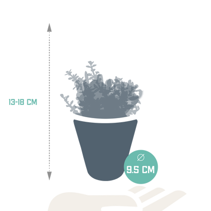 Crassula-Mix 8,5 cm - 3x - in witte pot