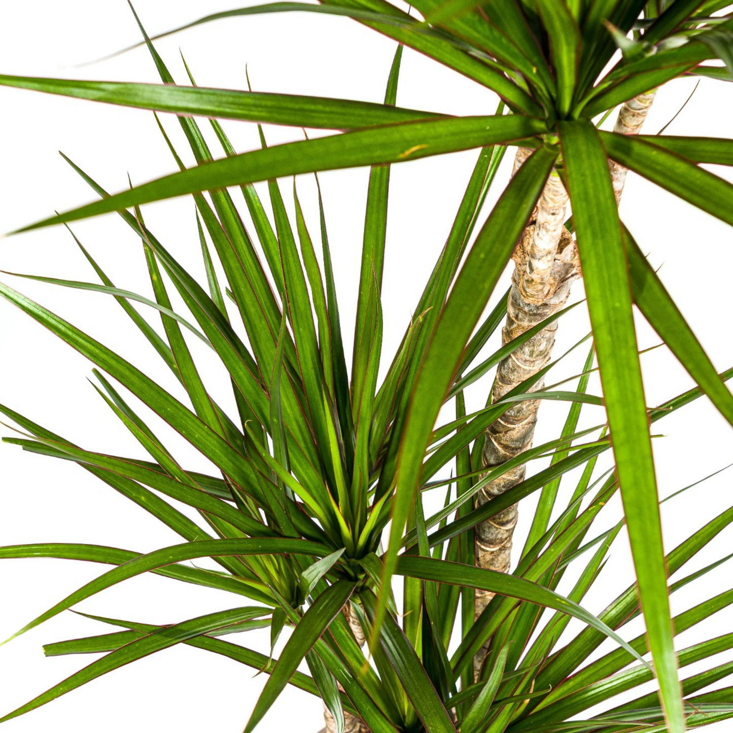 Dracaena Marginata Green mit Korb Ø21cm - ↕110 - 130cm