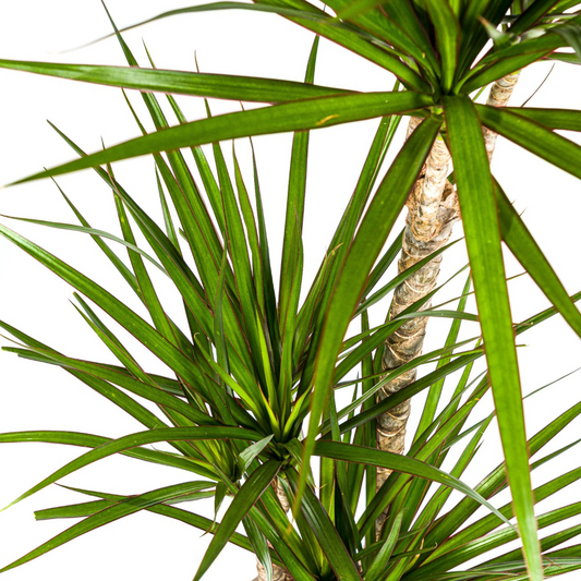 Dracaena Marginata Green mit Korb Ø21cm - ↕110 - 130cm