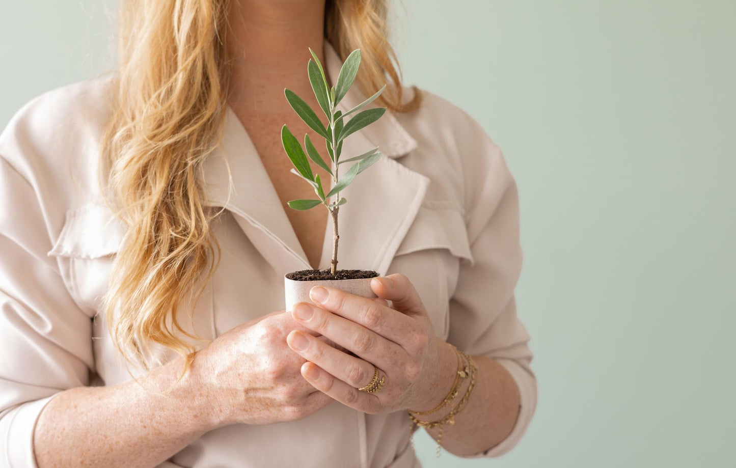 Mini-Olivenbaum im Briefkasten mit Informationsbroschüre
