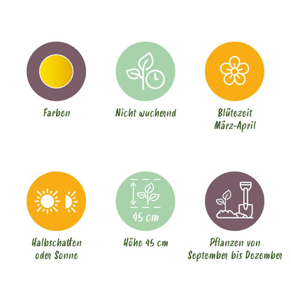 GreenboutiQ - Blumenzwiebeln - Narcis Tete-A-Tete - Bulbs Hardy Perennial - Farbe Gelb - 50 Stück - Zwiebelgröße 10/12