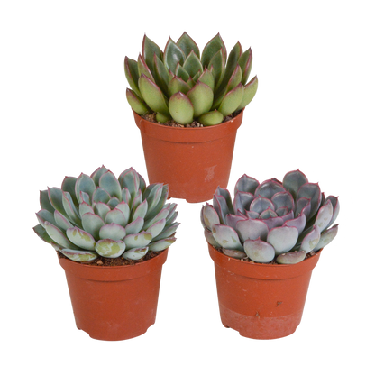 Echeveria-Mischung 8,5 cm - 3x - zonder pot