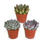 Echeveria-Mischung 8,5 cm - 3x - zonder pot
