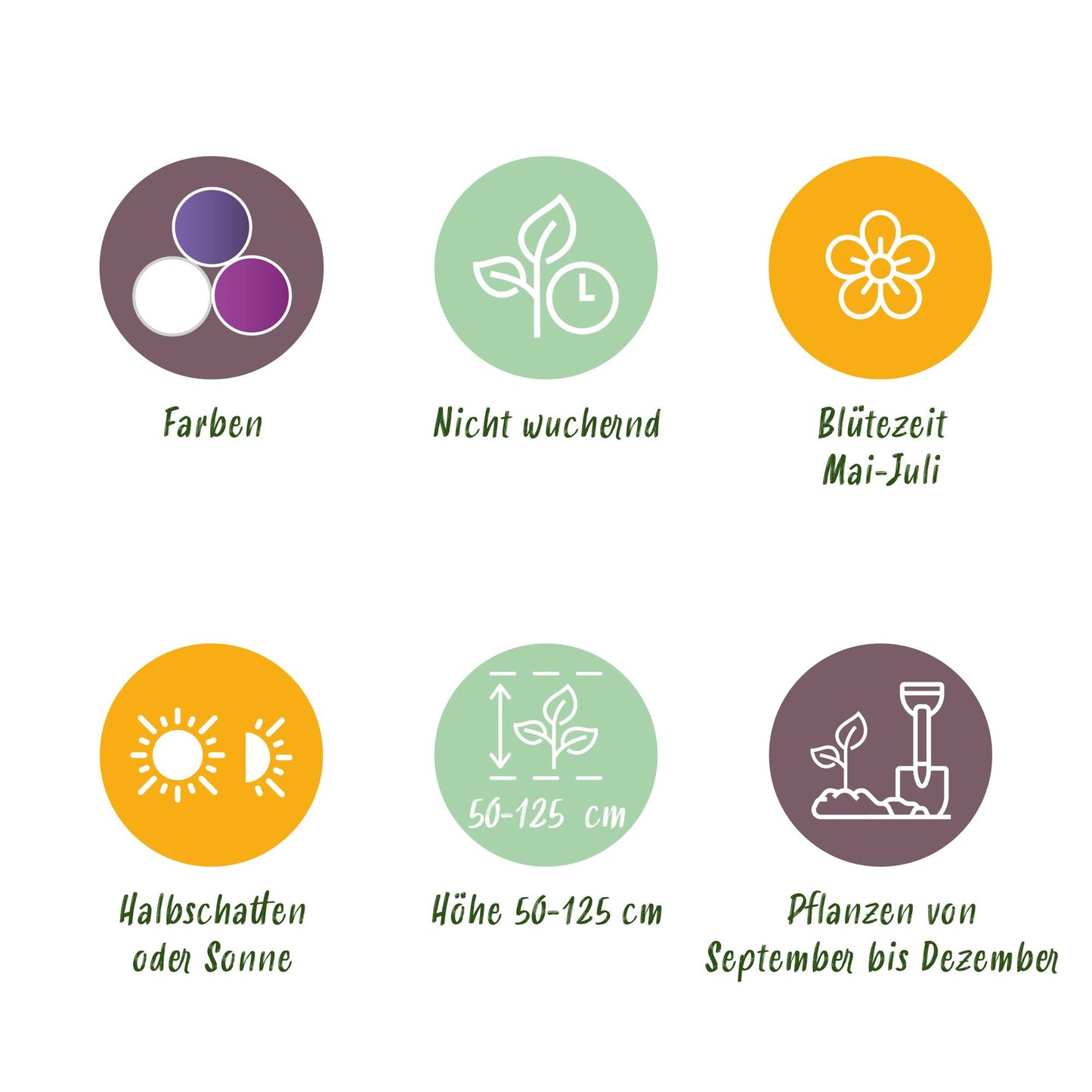 GreenboutiQ - Blumenzwiebeln - Zwiebel Garten Allium Mix - Bulbs Hardy Perennial - Verschiedene Farben - 80 Stück - Geschenkverpackung