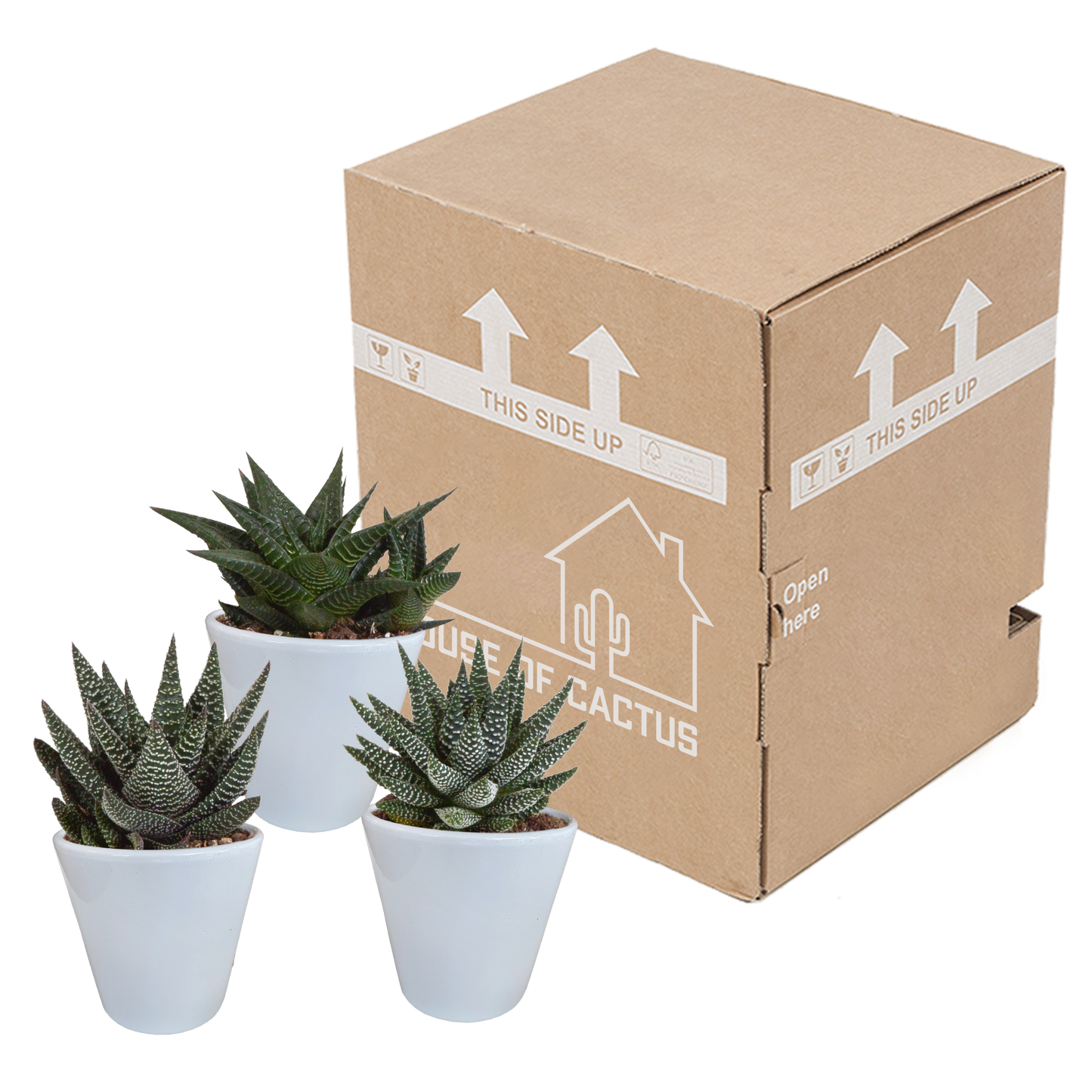 Gasteria/Haworthia-Mischung 8,5cm - 3x - in witte pot