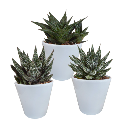 Gasteria/Haworthia-Mischung 8,5cm - 3x - in witte pot