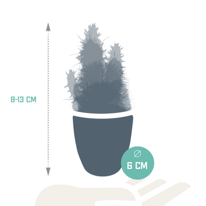 Cactus en vetplanten Mischung 5,5 cm | 15 stück - in witte pot