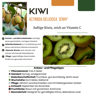 3 x Bio-Kiwipflanzen – Ø 13 cm – ↨ 20 cm