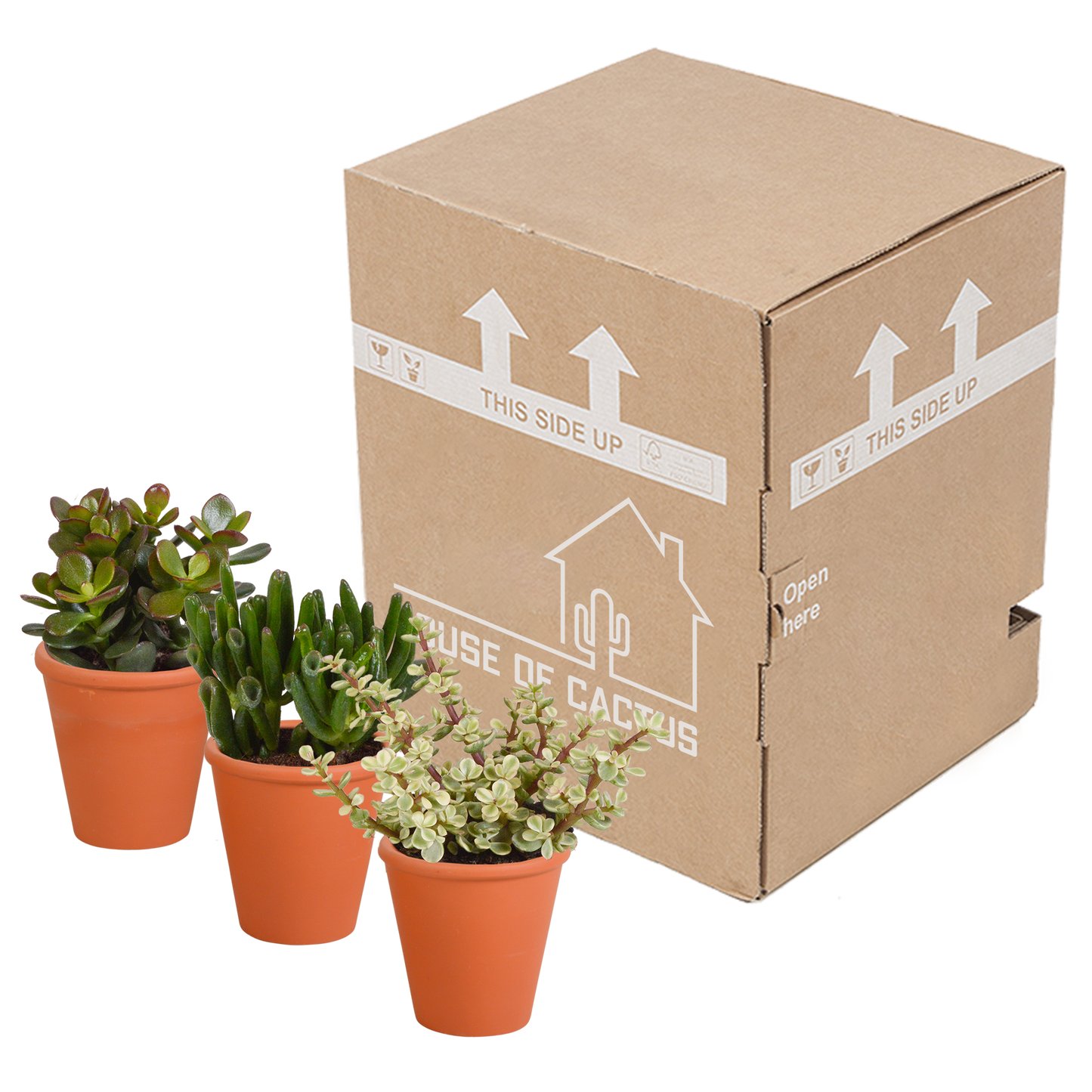 Crassula-Mix 8,5 cm - 3x - in terracotta pot