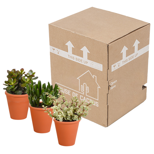 Crassula-Mix 8,5 cm - 3x - in terracotta pot
