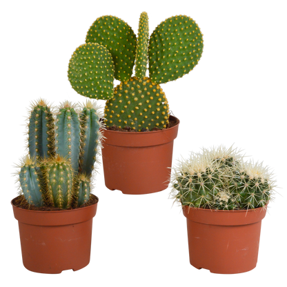 Kakteenmischung 10,5 cm - 3x - 12cm zonder pot